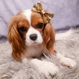 Cavalier King Charles Spaniels from Holliday Cavalier King Charles Spaniels