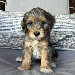 Noah - Blue merle male Bernedoodle puppy in Oologah, Oklahoma from Timber Hills Poodles and Doodles