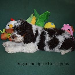 Domino - Brown white and tan male Cockapoo puppy in Hopkins, South Carolina from Sugar and Spice Cockapoos