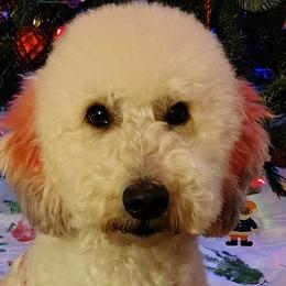 Biewer Terriers, Goldendoodles, Shih Tzus, and Yorkshire Terriers from Thorntons Fur Crew