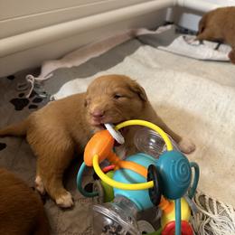 Nova Scotia Duck Tolling Retriever Puppies from Tallyho Tollers