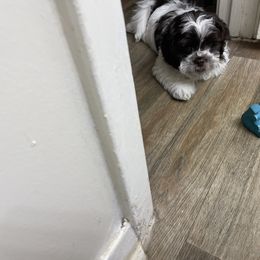 Shih Tzu Puppies from TACG