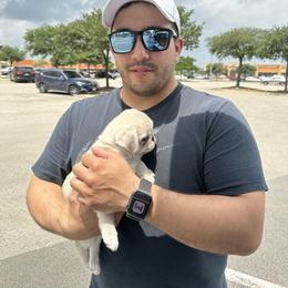 Pug Puppies from Pug Perfection Puppies