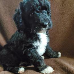 Poppy - Black female Sheepadoodle puppy in Bellevue, Iowa from Fluffy Wonders Poms and Doodles