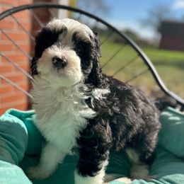 Gomez - Tri-color male Bernedoodle puppy in Forsyth, Illinois from Birdies Mini Bernedoodles