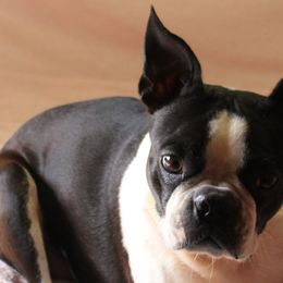 Gracie - Boston Terrier