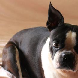 Gracie - Boston Terrier