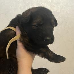 River.  Yellow collar - Sable female German Shepherd puppy in Winterport, Maine from Vom Stevens Old Fashioned German Shepherds