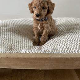 Bernedoodle, Goldendoodle, and Poodle Puppies from Central Valley Canine Companions