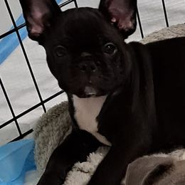 French Bulldogs from Melvin's Frenchies