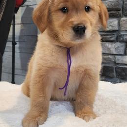 Purple girl golden Retriever- read description - Golden female Golden Retriever puppy in Howell, Michigan from Robbin's Treasures