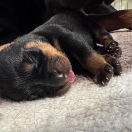 Maverick - Black and mahogany male Rottweiler puppy in Acme, Pennsylvania from Rugg’s Rotts