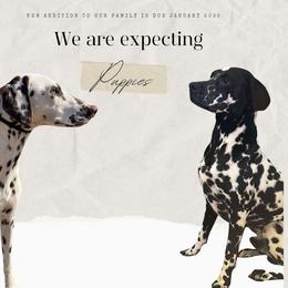 Dalmatian All Grown Up from Mainstreet Dalmation