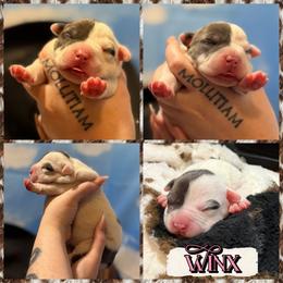 Winxs - Blue tri-color female American Bully puppy in Princeton, Texas from District 12 Kennels