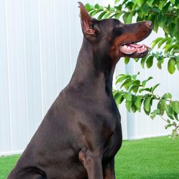 Doberman Pinscher puppies from Divine Kaos European Dobermann