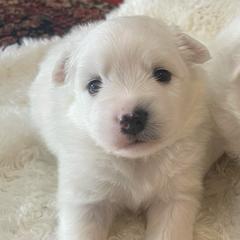 Thyme - White male American Eskimo Dog puppy in Hesperia, California from Bella's American Eskimos