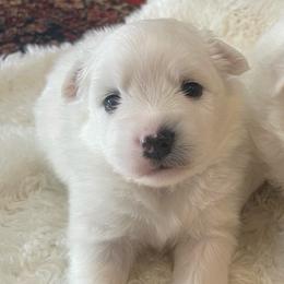 Thyme - White male American Eskimo Dog puppy in Hesperia, California from Bella's American Eskimos