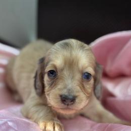 Dapple Girl 2 - Dapple female Dachshund puppy in Barbourville, Kentucky from The Bossy Doxie Farm