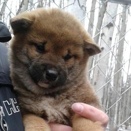 Akita, Pomsky, and Shiba Inu Puppies from Arctic Kennels (Pomskies, Akitas & Shibas)