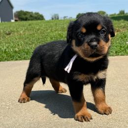 Pink collar - Black and rust female Rottweiler puppy in Brandenburg, Kentucky from Boss Rottweiler Haus
