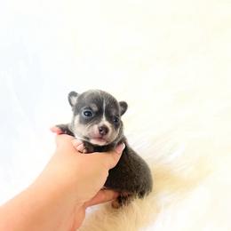 Bluey - Blue and tan male Chihuahua puppy in Sacramento, California from Honey Bee Chihuahua’s