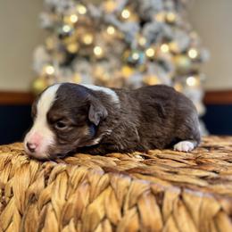 Winston - Red tri-color male Miniature American Shepherd puppy in Ash Grove, Missouri from 3 Barrels Farms, LLC