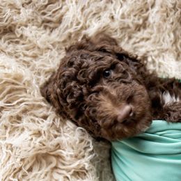 Goldendoodle and Labradoodle Puppies from Dessie's Doodles
