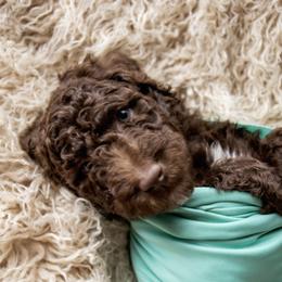 Goldendoodle and Labradoodle Puppies from Dessie's Doodles