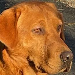 Labrador Retrievers from Dan Roehl