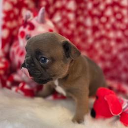 Carlos - Blue fawn male French Bulldog puppy in Solway, Minnesota from PcFrenchies