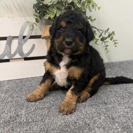 Azalea - Phantom female Bernedoodle puppy in Hegins, Pennsylvania from Bubbling Springs Doodles, LLC