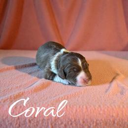Coral - Red tri-color female Aussiedoodle puppy in Ellenburg Center, New York from Kristin's Puppies