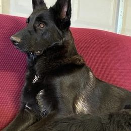 German Shepherds from Boris Parra's German Shepherds