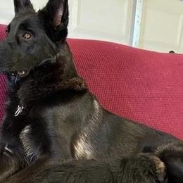 German Shepherds from Boris Parra's German Shepherds