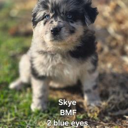 Skye - Blue merle female Miniature Australian Shepherd puppy in East Berlin, Pennsylvania from Stoney Point Frenchies & Mountain Top Shepherds