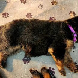 German Shepherd Puppies from Ewig Krieger Kennels