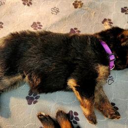 German Shepherd Puppies from Ewig Krieger Kennels