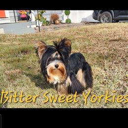 timone - Yorkshire Terrier