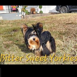 timone - Yorkshire Terrier