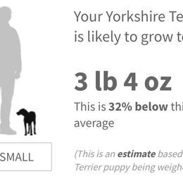 Boy 1 - Chocolate and tan male Yorkshire Terrier puppy in Jacksonville, Florida from TLJ Choco Yorkie Love