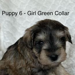 Puppy 6 - Girl Green Collar - Salt and pepper female Miniature Schnauzer puppy in Ankeny, Iowa from Maple’s Cockapoo's and Libby's Schnauzer Puppies