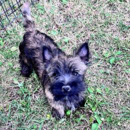 Nova - Brindle female Cairn Terrier puppy in Mountain Grove, Missouri from CreekTop