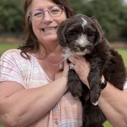 Lucky Country Wiggins (Blue Collar Boy) - Chocolate Australian Labradoodle puppy in Wake Forest, North Carolina from Lucky Country Labradoodles