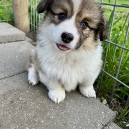 Pembroke Welsh Corgi Puppies from Hills End Corgis
