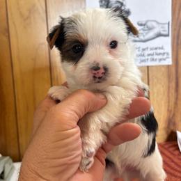 Boy 6 - Parti male Yorkshire Terrier puppy in Bear Creek, North Carolina from Yorkie Time