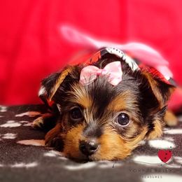 Poodle and Yorkshire Terrier Puppies from York Terrier Treasures