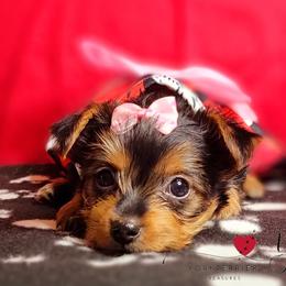 Poodle and Yorkshire Terrier Puppies from York Terrier Treasures