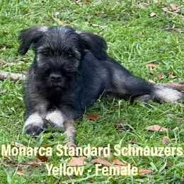Girl 3 - Standard Schnauzer puppy in Houston, Texas from Monarca Standard Schnauzers