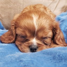 Cavalier King Charles Spaniel Puppies from Pleasant Meadows