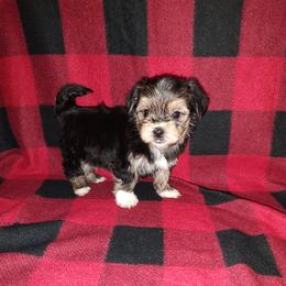 Morkie puppies from Puppy Kisses